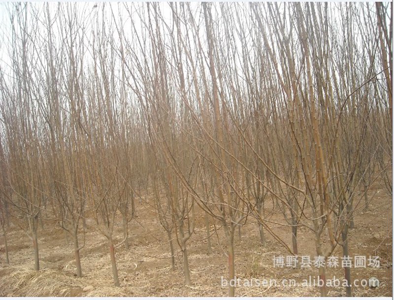 探索苗木行业的活力之源：博野县泰森苗圃场