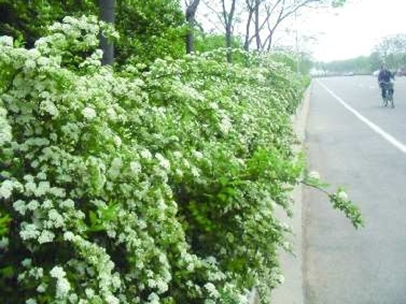 工程苗木市场动态：绿色生态与现代化建设完美融合