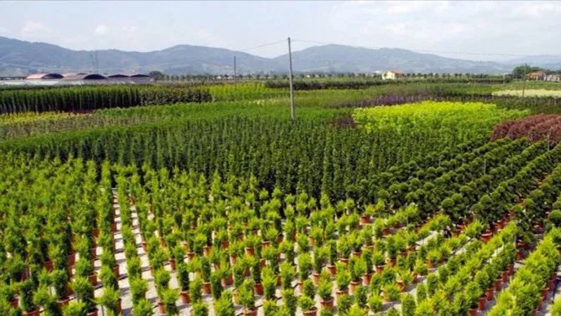 苗木选购指南：如何找到优质的苗木批发商家