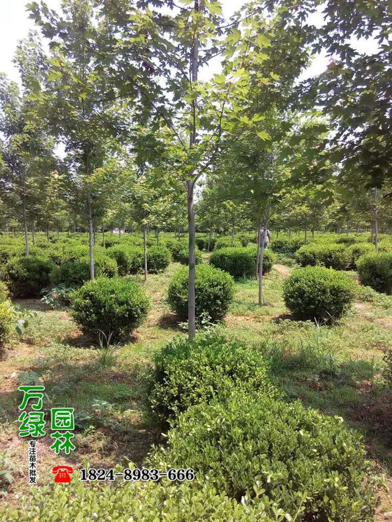 工程苗木市场探秘：从绿意盎然到城市新貌