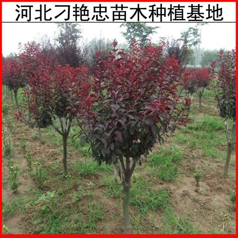 博野县泰森苗圃场：绿色产业的新希望