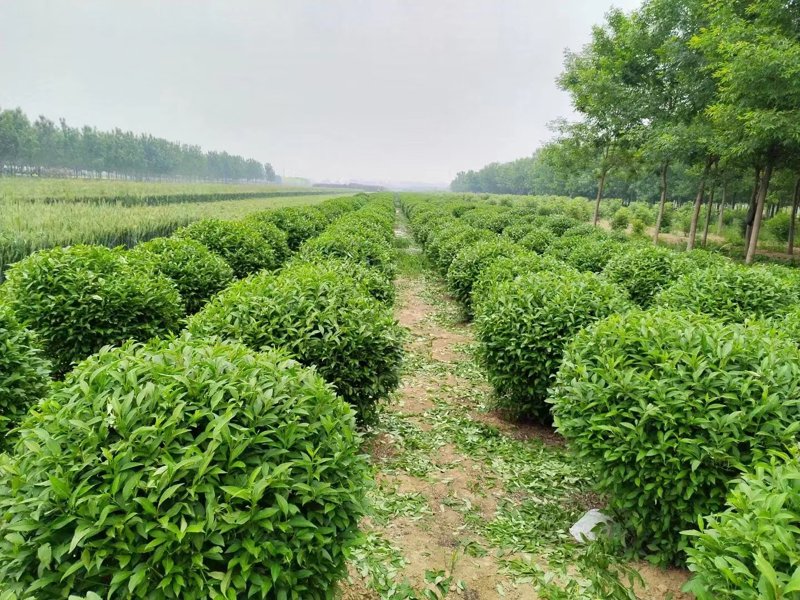 秋暖花开 果树苗市场驶入快车道